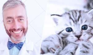 Gatos: 4 Dicas Infalíveis para Viver Melhor Com Eles, por Dr Gabriel Dias